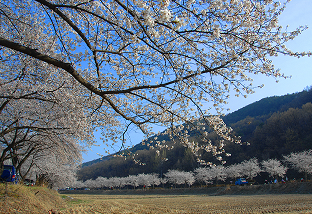 Okpo Cherry Blossom Road