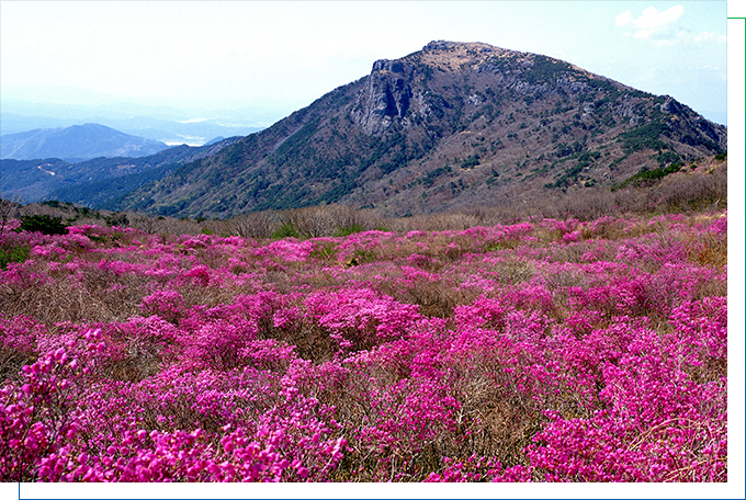 A scene of the Biseulsan Azalea Festival