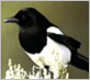 City Bird:  Magpie